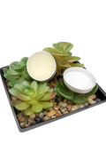 Plant-based Lip Balm Duo